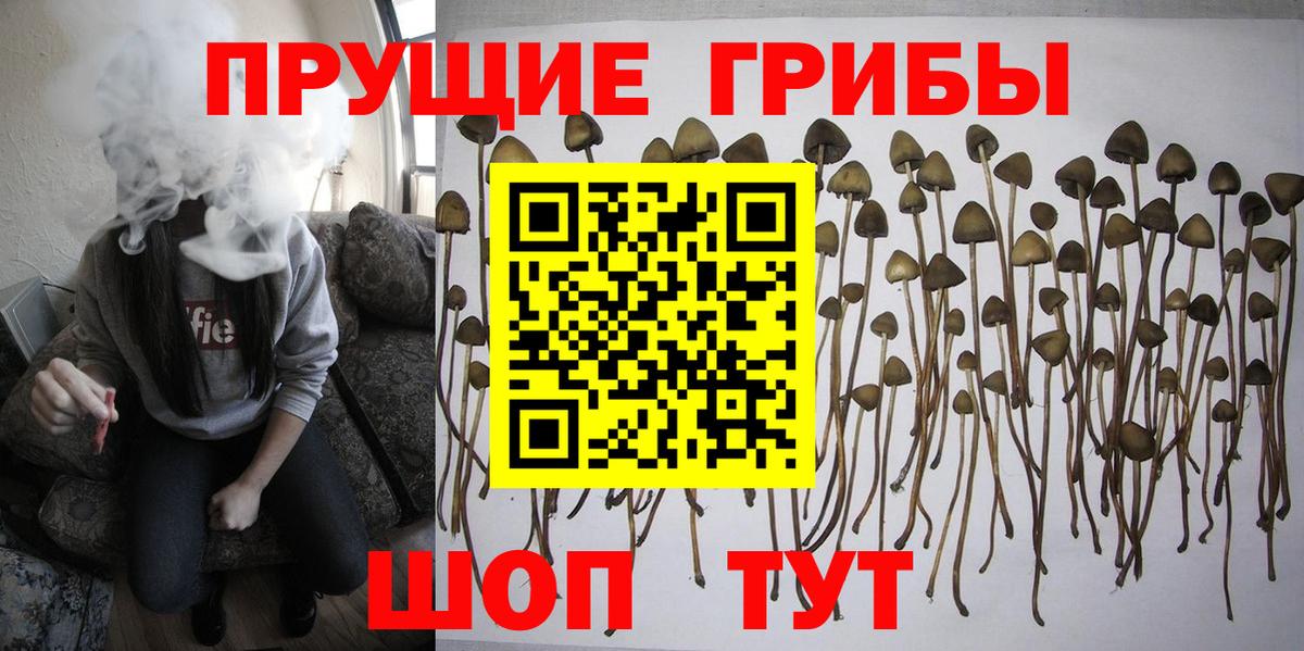 Псилоцибиновые грибы Psilocybine cubensis Москва
